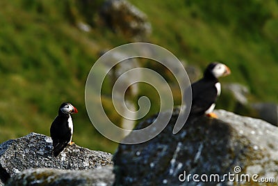 Atlantic puffin seen in Runde island in Norway sitting on the cliff, Plenty of space left for copy, cute bird, lovely Stock Photo