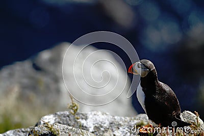 Atlantic Puffin sitting on cliff, bird in nesting colony, arctic black and white cute bird with colouful beak, bird on rock Stock Photo