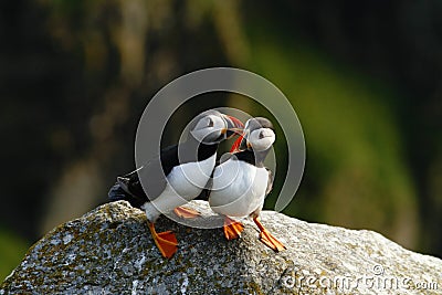 Atlantic Puffin sitting on cliff, bird in nesting colony, arctic black and white cute bird with colouful beak, bird on rock Stock Photo