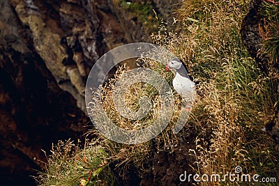 Atlantic Puffin sitting on cliff, bird in nesting colony, arctic black and white cute bird with colouful beak, bird on Stock Photo