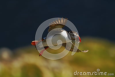 Atlantic puffin with small sandeels in its beak flying against dark blue ocean Stock Photo