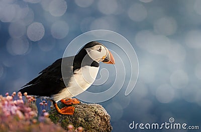 Atlantic puffin standing on shores on Noss island Stock Photo