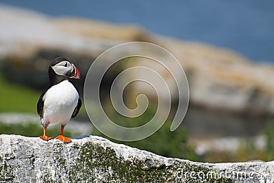 Atlantic Puffin Stands Guard on Rocky Island in Maine Stock Photo