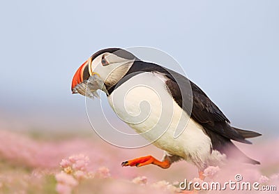 Atlantic puffin walking with sand eels in the beak Stock Photo