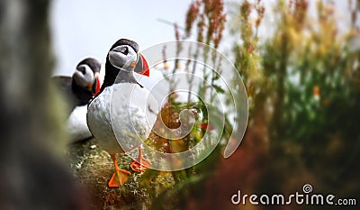 Atlantic Puffins bird or common Puffin, Fratercula arctica. Stock Photo