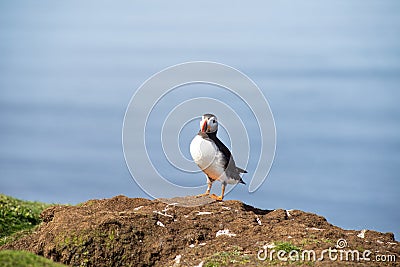 Atlantic puffins, the common puffin, seabird in the auk family, on the Treshnish Isles in Scotland UK Stock Photo