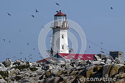 Puffins Fly Around Old Canadian Lighthouse Stock Photo