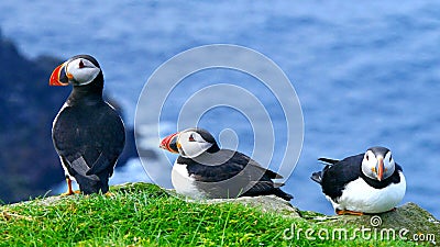 The Atlantic Puffins Group. Wallpaper. Stock Photo