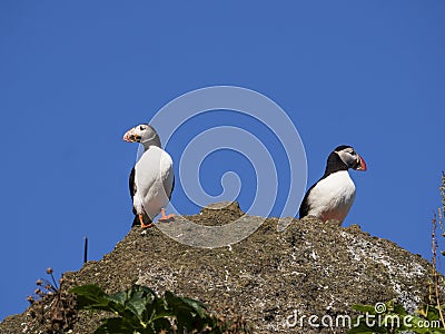 Atlantic puffins nesting in Dyrholaey, Iceland Stock Photo