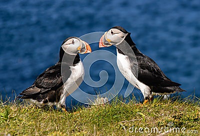 Atlantic puffins Stock Photo