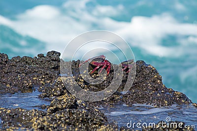 Atlantic Rock Crabs Grapsus adscensionis on wet rocks Stock Photo