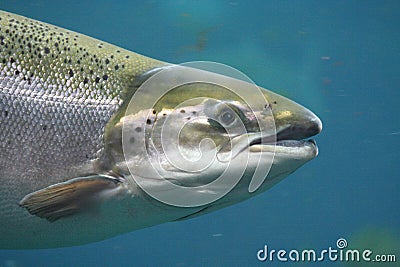 Atlantic salmon Stock Photo