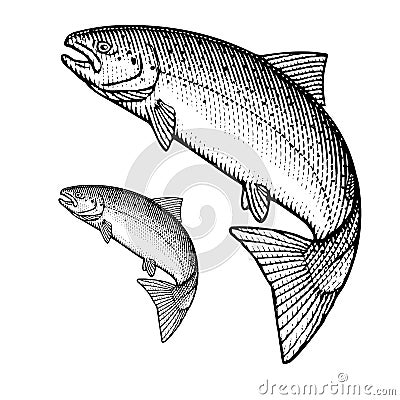 Atlantic Salmon Vector Illustration