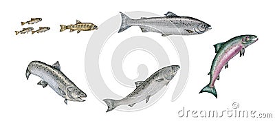 Atlantic salmon Cartoon Illustration