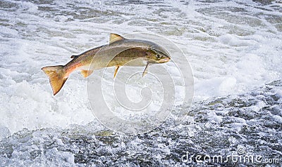 An Atlantic salmon Salmo salar jumping Stock Photo