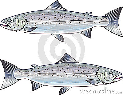 Atlantic Salmon vector art illustration Vector Illustration