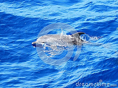 Atlantic Spotted Dolphin Stock Photo
