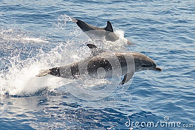 Atlantic spotted dolphins Stock Photo