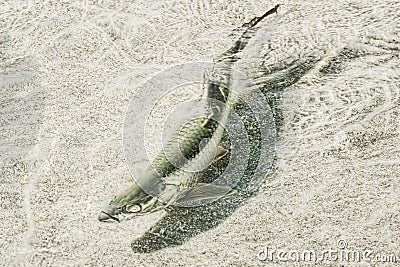 Atlantic Tarpon Stock Photo