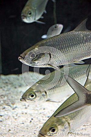 Atlantic tarpon Fish in Aquarium. Stock Photo