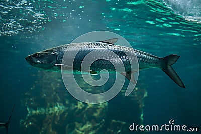 Atlantic tarpon Megalops atlanticus. Stock Photo