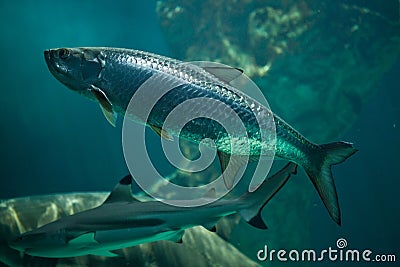 Atlantic tarpon Megalops atlanticus. Stock Photo