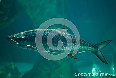 Atlantic tarpon Megalops atlanticus. Stock Photo