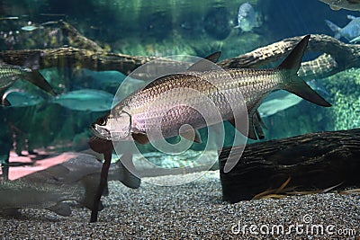 Atlantic Tarpon (Megalops atlanticus) swimming in the clean aquarium. Tarpons are fish of the genus Megalops. Stock Photo