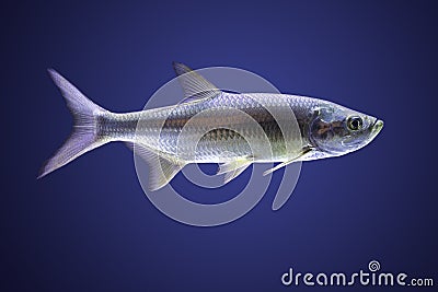 Atlantic Tarpon (Megalops cyprinoides) Stock Photo