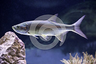 Atlantic Tarpon (Megalops cyprinoides) Stock Photo