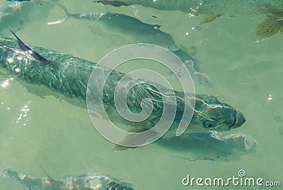 Atlantic Tarpon Stock Photo