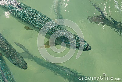 Atlantic Tarpon Stock Photo