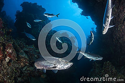 Atlantic Tarpon in Underwater Grotto Stock Photo