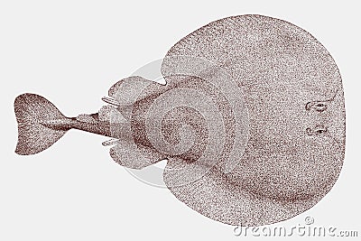 Atlantic torpedo ray, a nocturnal fish in top view Vector Illustration