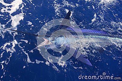 Atlantic white marlin big game sport fishing Stock Photo