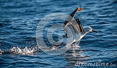 Atlantic yellow-nosed albatross takes off, running on the water. Scientific name: Thalassarche chlororhynchos. Cape Point. South Stock Photo