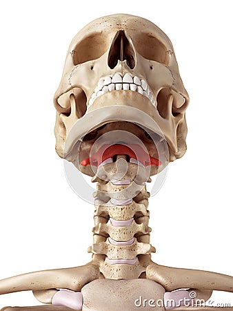 The atlas bone Cartoon Illustration