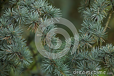 Atlas cedar Cedrus atlantica. Stock Photo