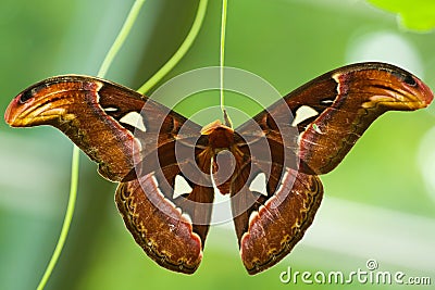 Atlas Moth (Attacus atlas) Stock Photo