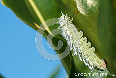 Atlas Moth (Attacus atlas) Caterpillar Stock Photo