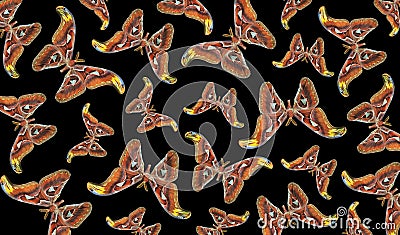 Atlas moth. Ornament from bright tropical Attacus atlas butterflies on black. Abstract pattern of colorful night moths Stock Photo