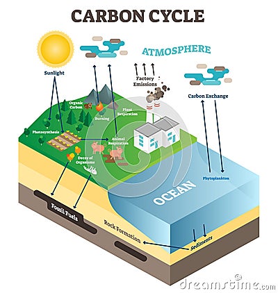 Atmosphere carbon exchange cycle in nature, planet earth ecology science vector illustration diagram scene. Vector Illustration