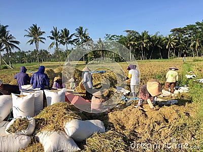 The atmosphere in a farm that is doing the traditional harvest process, working together to process rice Editorial Stock Photo