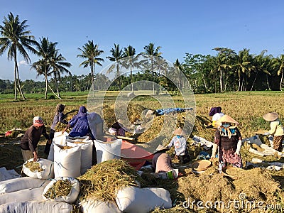 The atmosphere in a farm that is doing the traditional harvest process, working together to process rice Editorial Stock Photo