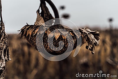 Atmospheric dry sunflowers in the autumn field. Stock Photo