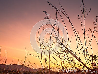 Silhouettes of Mountains, Hills, and a Dried Branched Forest at Sunset Stock Photo