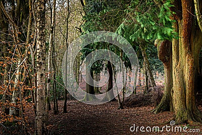 An atmospheric path running through a woodland in Haigh Woodland Park, Greater Manchester Stock Photo