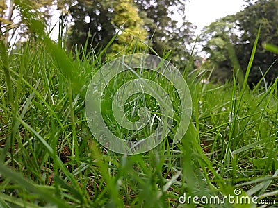 Atop the grass in the park Stock Photo