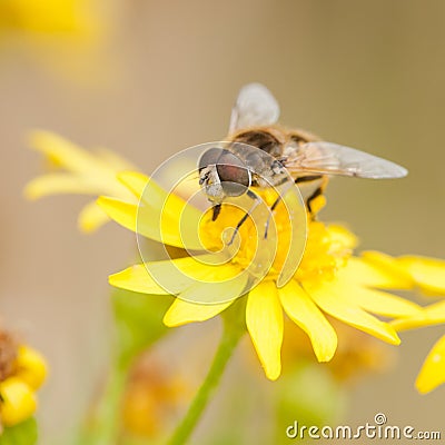 Atop A Yellow Bloom Stock Photo