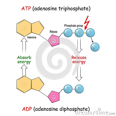 ATP and ADP. Absorb and Release energy into cell Vector Illustration